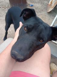 Reunited Male Dog last seen Near FM1361, Somerville, TX 77879