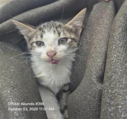 Shelter Stray Female Cat last seen Near BLOCK SHALLOW GROVE, 4710 TX-151, San Antonio, TX 78227, USA