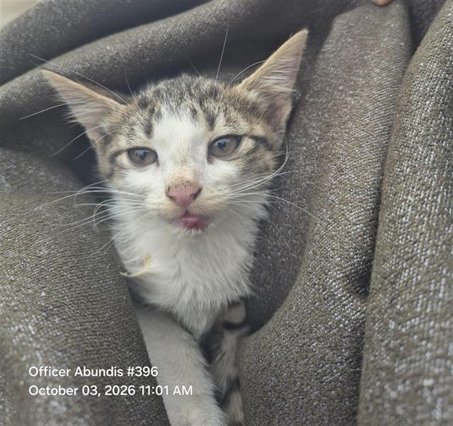 Shelter Stray Female Cat last seen Near BLOCK SHALLOW GROVE, 4710 TX-151, San Antonio, TX 78227, USA