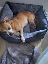 Shelter Stray Male Dog last seen Near BLK CARSON BLVD, LB 90808, 7700 E Spring St, Long Beach, CA 90815, USA