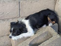 Shelter Stray Female Dog last seen Near BLK HARROWAY AVE, CERRITOS 90703, 7700 E Spring St, Long Beach, CA 90815, USA
