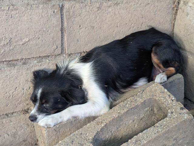 Shelter Stray Female Dog last seen Near BLK HARROWAY AVE, CERRITOS 90703, 7700 E Spring St, Long Beach, CA 90815, USA