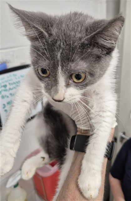 Shelter Stray Male Cat last seen OTHER CO, 4850 Mid Rivers Mall Dr, St Peters, MO 63376, USA