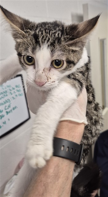 Shelter Stray Male Cat last seen OTHER CO, 4850 Mid Rivers Mall Dr, St Peters, MO 63376, USA
