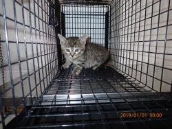 Shelter Stray Female Cat last seen WENTZVILLE, 4850 Mid Rivers Mall Dr, St Peters, MO 63376, USA