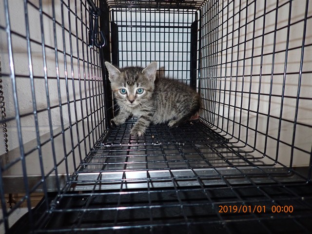 Shelter Stray Female Cat last seen WENTZVILLE, 4850 Mid Rivers Mall Dr, St Peters, MO 63376, USA
