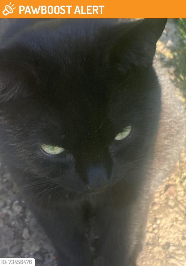 Found/Stray Male Cat last seen Rockford Road Great Barr, West Midlands, England B42 1JY
