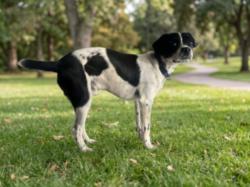Shelter Stray Male Dog last seen , 957 N Gaffey St, San Pedro, CA 90731, USA