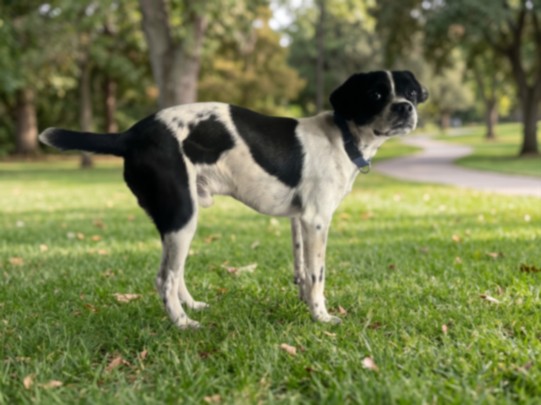 Shelter Stray Male Dog last seen , 957 N Gaffey St, San Pedro, CA 90731, USA
