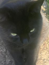 Found/Stray Male Cat last seen Rockford Road Great Barr, West Midlands, England B42 1JY