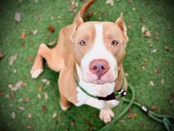 Shelter Stray Male Dog last seen , 2769 Conroy Rd, Orlando, FL 32839, USA