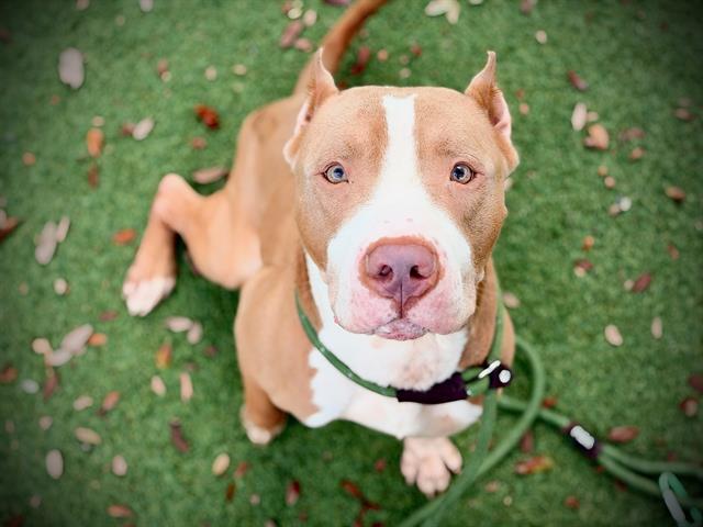 Shelter Stray Male Dog last seen , 2769 Conroy Rd, Orlando, FL 32839, USA