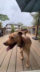 Found/Stray Male Dog last seen Crestway dr, San Antonio, TX 78239