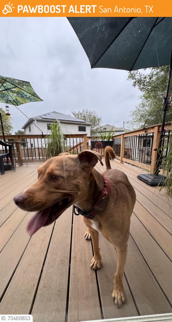 Found/Stray Male Dog last seen Crestway dr, San Antonio, TX 78239