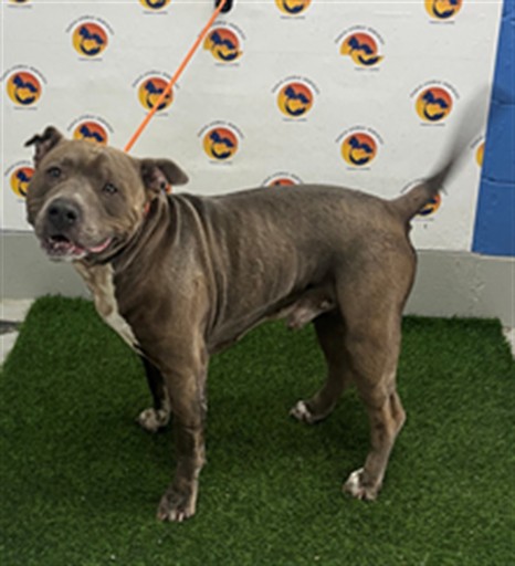 Shelter Stray Male Dog last seen TROUBLE CREEK RD & MADISON ST, 19640 Dogpatch Ln, Land O' Lakes, FL 34638, USA