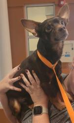 Shelter Stray Male Dog last seen US HIGHWAY 98 AND BECKUM RD, 19640 Dogpatch Ln, Land O' Lakes, FL 34638, USA