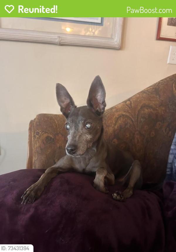 Reunited Male Dog last seen Hurt rd Smyrna, Smyrna, GA 30082