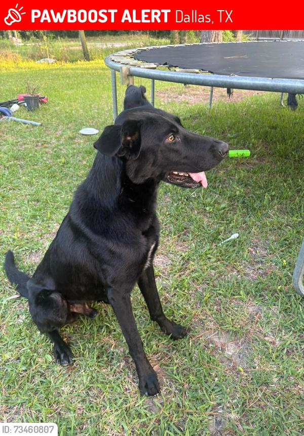 Lost Male Dog last seen Tom thumb, Dallas, TX 75287