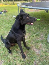 Lost Male Dog last seen Tom thumb, Dallas, TX 75287
