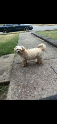 Lost Male Dog last seen Pearl and Jo Johnson, Nashville, TN 37203