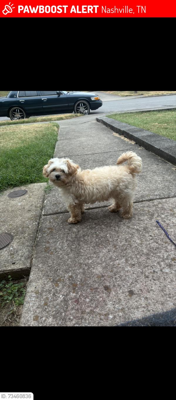 Lost Male Dog last seen Pearl and Jo Johnson, Nashville, TN 37203