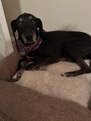 Lost Male Dog last seen Mockingbird ln, Temple, TX 76502