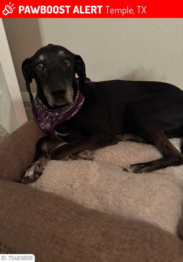 Lost Male Dog last seen Mockingbird ln, Temple, TX 76502