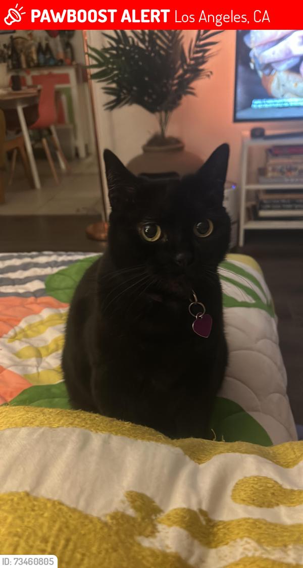 Lost Female Cat last seen Leslie Way and Omaha, Los Angeles, CA 90042