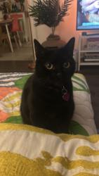 Lost Female Cat last seen Leslie Way and Omaha, Los Angeles, CA 90042