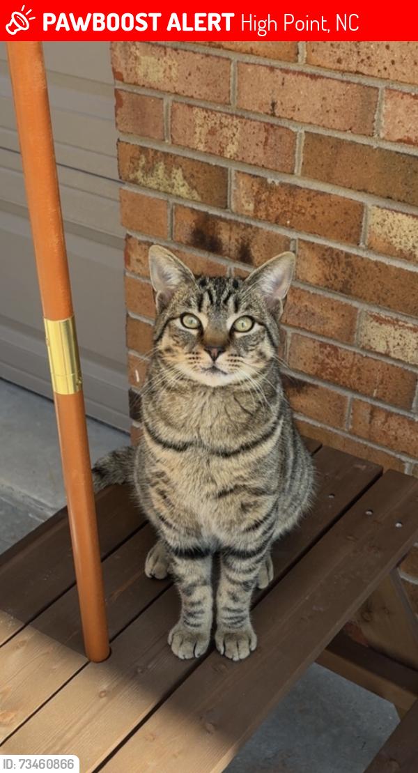 Lost Male Cat last seen Chestnut Street, Joe More, Willow Oak, High Point, NC 27262