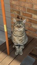 Lost Male Cat last seen Chestnut Street, Joe More, Willow Oak, High Point, NC 27262