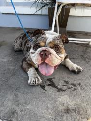 Reunited Male Dog last seen E Watters Rd, French Camp, CA 95231, USA, French Camp, CA 95231