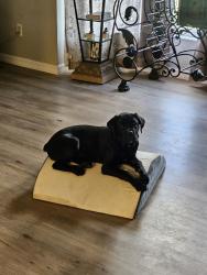 Reunited Female Dog last seen Ariana woods Circle and Bolender Auburndale, Auburndale, FL 33823