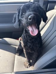Lost Male Dog last seen Mont Del and Crosslands by Sam’s Club, Benbrook, TX 76132