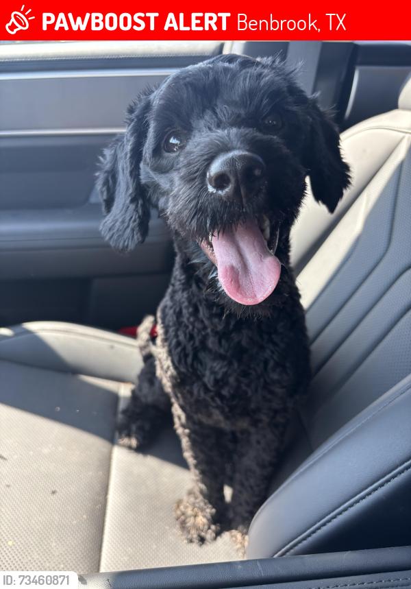 Lost Male Dog last seen Mont Del and Crosslands by Sam’s Club, Benbrook, TX 76132