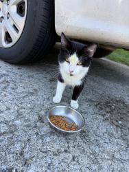 Found/Stray Male Cat last seen Forest park Karl road, Columbus, OH 43229