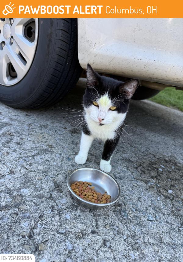 Found/Stray Male Cat last seen Forest park Karl road, Columbus, OH 43229