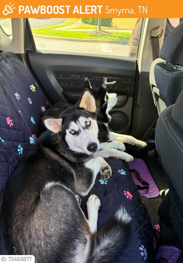Found/Stray Unknown Dog last seen Industrial blvd in Smyrna TN, Smyrna, TN 37167