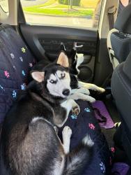Found/Stray Unknown Dog last seen Industrial blvd in Smyrna TN, Smyrna, TN 37167