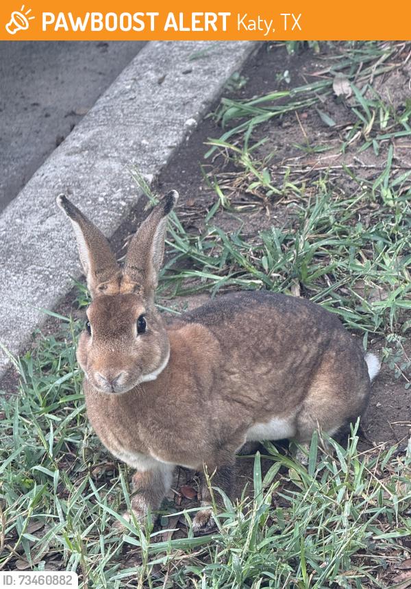 Found/Stray Unknown Rabbit last seen Building 7 at apmts: marquis at the reserve, Katy, TX 77494