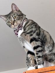 Reunited Female Cat last seen Near Cornbury Ct, Owings Mills, MD 21117