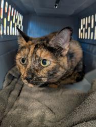 Shelter Stray Female Cat last seen Near RALPH MCGILL BLVD NE, Atlanta, GA, 1251 Fulton Industrial Blvd NW, Atlanta, GA 30336, USA