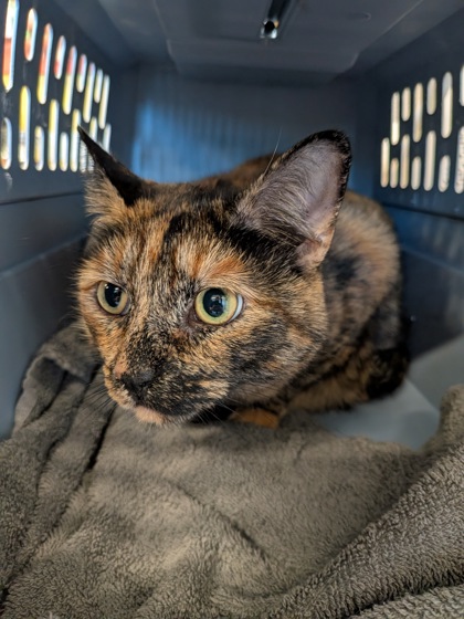 Shelter Stray Female Cat last seen Near RALPH MCGILL BLVD NE, Atlanta, GA, 1251 Fulton Industrial Blvd NW, Atlanta, GA 30336, USA