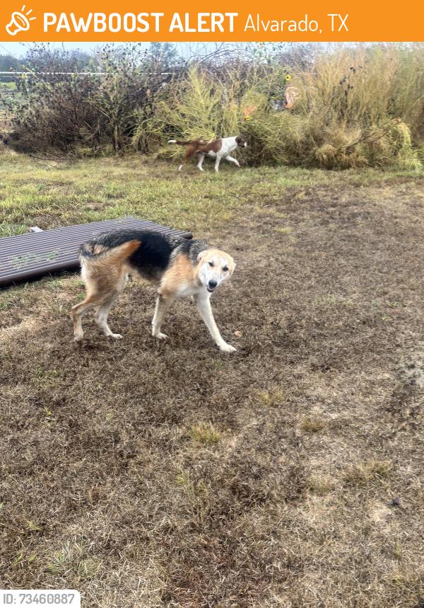 Found/Stray Female Dog last seen Near County Rd, 615 Alvarado Tx 76009, Alvarado, TX 76009