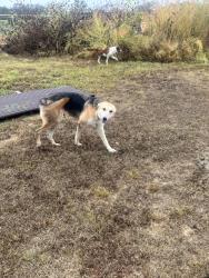 Found/Stray Female Dog last seen Near County Rd, 615 Alvarado Tx 76009, Alvarado, TX 76009