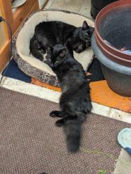 Reunited Female Cat last seen 16A St. 45 to 46 Ave. S.W, Calgary, AB T2T 4L8