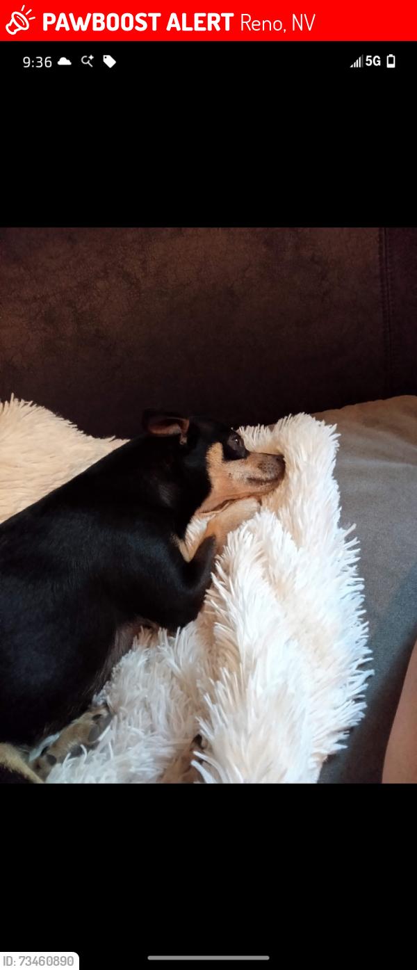 Lost Male Dog last seen Idlewild park, Reno, NV 89503
