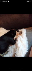 Lost Male Dog last seen Idlewild park, Reno, NV 89503