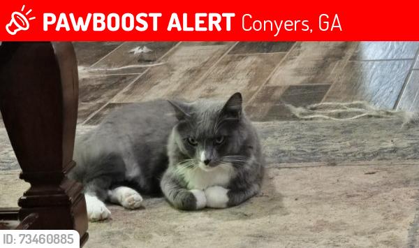 Lost Male Cat last seen On HWY 138 between the communities of Chimney Ridge and Grace Land. Near HWY 212, Conyers, GA 30094