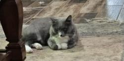 Lost Male Cat last seen On HWY 138 between the communities of Chimney Ridge and Grace Land. Near HWY 212, Conyers, GA 30094